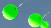 Lime Green